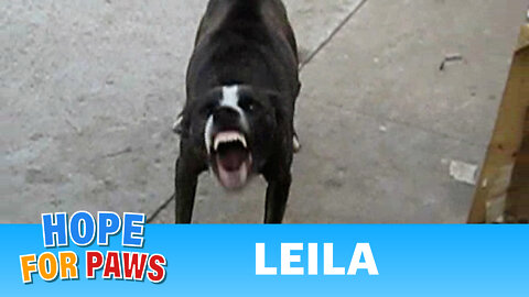 Leila - My FIRST rescue video EVER!! :-)