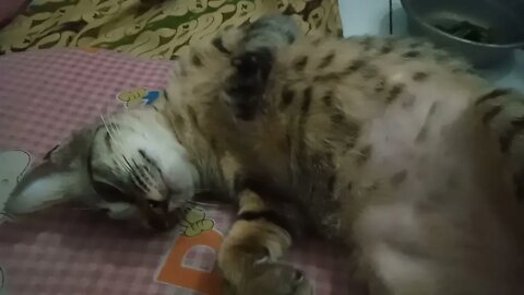 kucing nya ngajak main