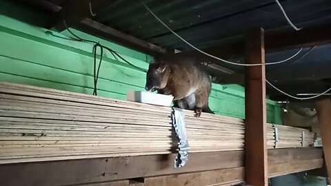 Bandit, The Australian Possum, Find out if Bandit is a male or female.( Part 1 ) ( Video 14 )