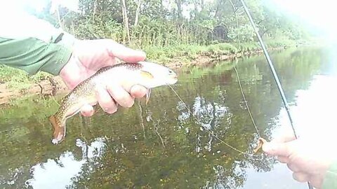 Episode 24- What kind of trout is this? Think I miss identified it twice. Trout not upset!