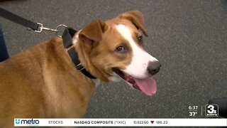 Adoption Option: Buddy the dog at Nebraska Humane Society