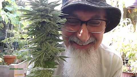 Harvesting Cannabis Plants from Our Patio Garden, Open Discussion [ASMR Gardening, Soft-Spoken]