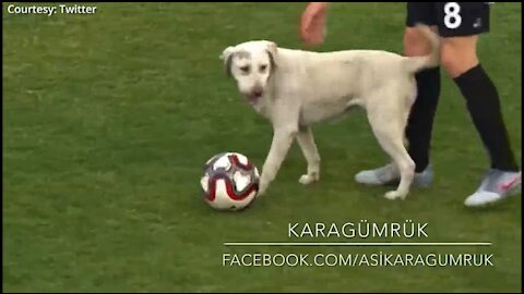 The dog just wants to play with the ball