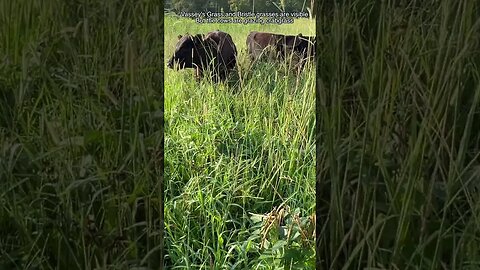 Weed or Highly Productive Forage? #covercrop #cow #cropmanagement #buckwheat