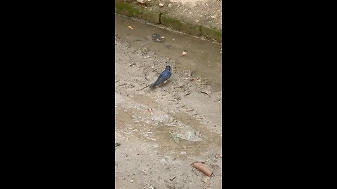 Hard working birds ị ever seen