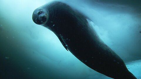 Weddell Seals: Antarctica's Permanent Resident | Snow Animals | BBC Earth