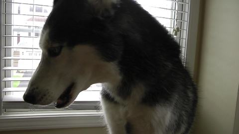 Mishka the Talking Husky names her favorite fast food restaurant