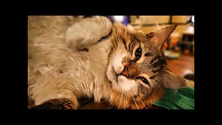 Splooting Cat Manipulates Human into a Grooming Session