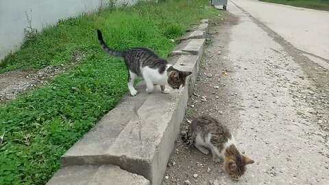 Save Street Cats