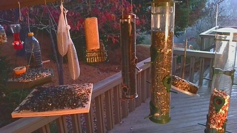 Live Nov 17 2021 Bird Feeder in Asheville NC. In the mountains.