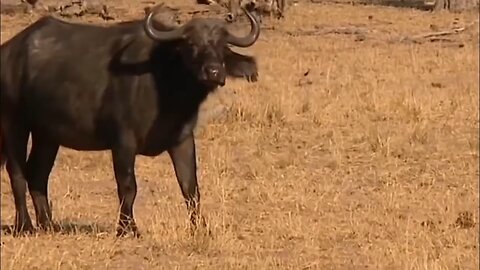 Amazing Forest Elephants Alone Destroy The Attack Plan Of Lions And Escape