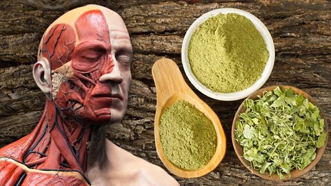 Moringa: Veja Porque Você Precisa Desse Superalimento