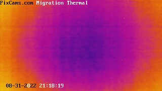 Fall Night Bird Migration - 8/31/2022 @ 21:14 Thirteen Birds in Six Minutes