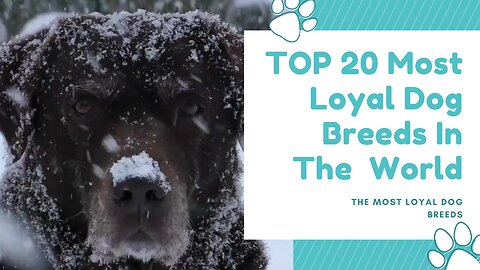 Most Loyal Dogs – TOP 20 Most Loyal Dog Breeds In The World!