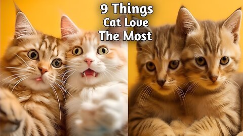 9 Things Cat Love The Most Part 1 2023