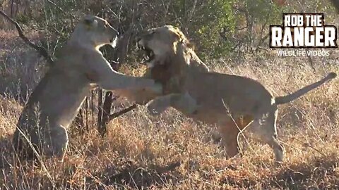 Plastic Pollution! | Lions Play With Plastic Bin Bag