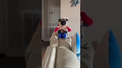 Pug the destroyer 😤 #dog #pug #pet #pets #funny #funnyshorts #shorts #shortvideo