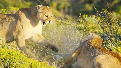 Puma Mothers in Savage Battle - Dynasties II - BBC Earth