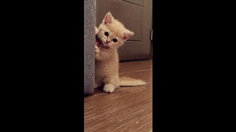 Cute Cat Funny Video😹😻 #shorts #kitten #cute #cuteanimals