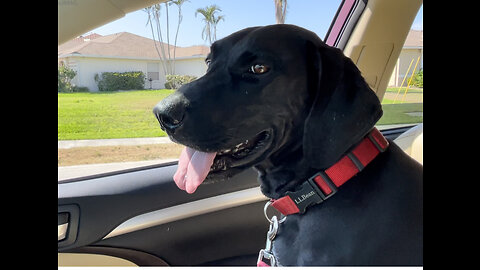 Cape Coral Florida Ride With Gunner