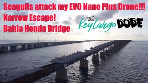 Crazy Seagulls Attack My Drone Over The Bahia Honda Bridge