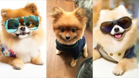 cute pomeranian _ dog status video _ tiktok _ chintu tv _ #video #statusvideo #latestviralvideo