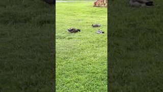 Walking by some Ducks at Halifax Public Gardens