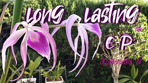 Highly Recommended Orchids with LONG Lasting Blooms E-P #ninjaorchids #bestbuy #shopping #tips #care