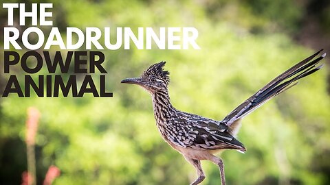 The Roadrunner Power Animal