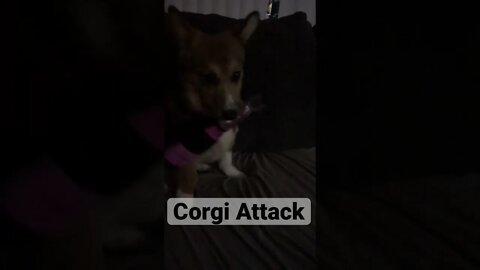 Dog Plays With Toy