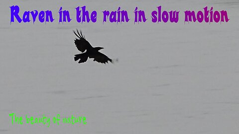 Raven flies in slow motion in the rain over a river / beautiful bird in flight.