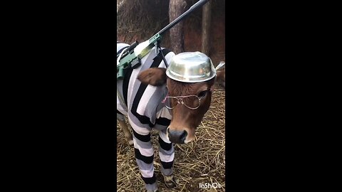 funniest animals funny cow video 2024