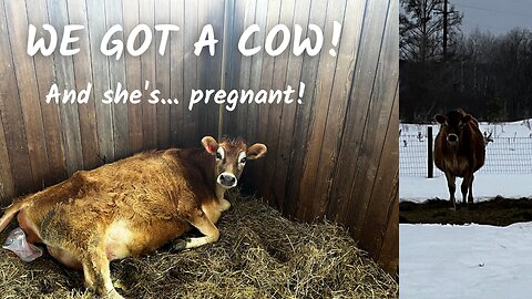 We're having a baby! Cow!