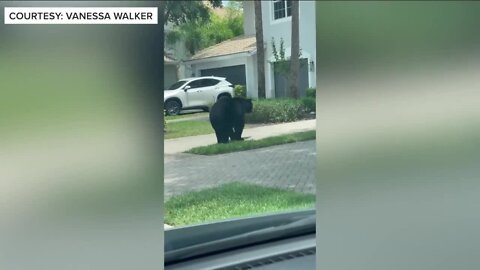 Bear sightings in Collier County