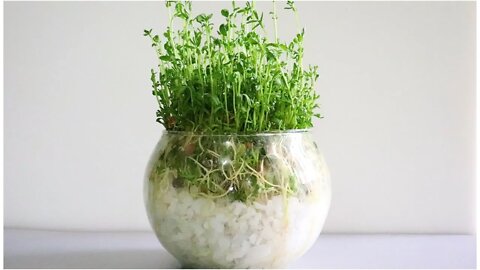 آماده کردن سبزه عید با روشی متفاوت / Green component of HAFT Sin /Componente verde do HAFT Sin