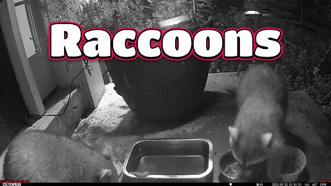 Two Adorable Raccoon Visit! 🦝🦝