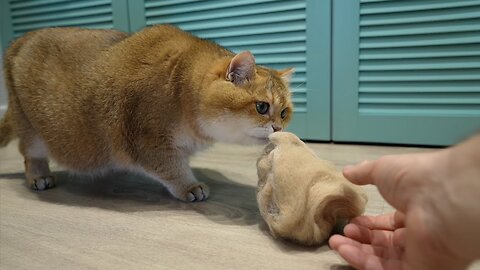 How to quickly make a cat out of wool.