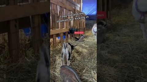 Baby Goat Zoomies #shorts