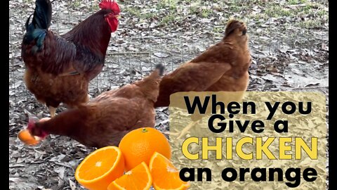 Will a Chicken Eat an Orange??