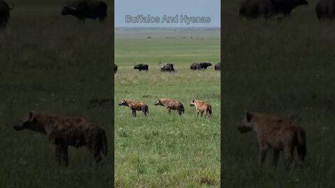 Maasai Mara Sightings Today 02/03/22 (Cheetah, Hyena, etc) | Zebra Plains | #shorts