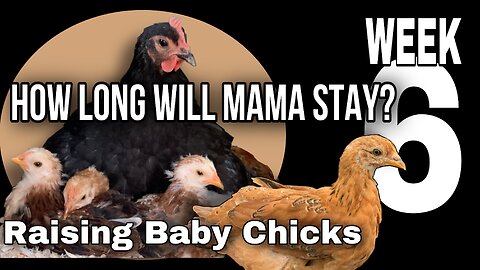 Raising Baby Chicks: Mama Hen vs Humans Week 6— How Long will Mama Stick with Her Babies?