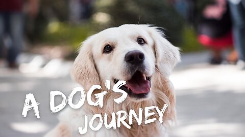 A Dog’s Journey: Ways to Become a More Generous Person