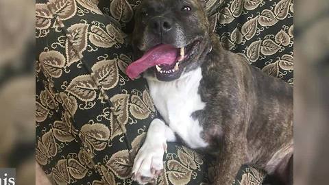 Tam Tam is a 6-year-old American Pitbull Terrier mix who's ready to be Queen of the Castle