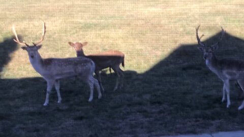 Herd of Buck feet away from house