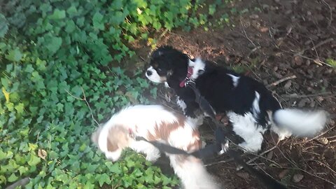 King Charles Cavaliers being cute