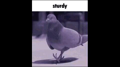 STRUTTING HIS SHIT