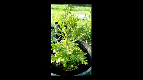 after the rain, Artemisia annua provides safe harbor