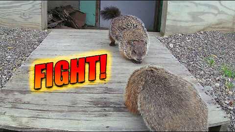 Woodchuck Drama