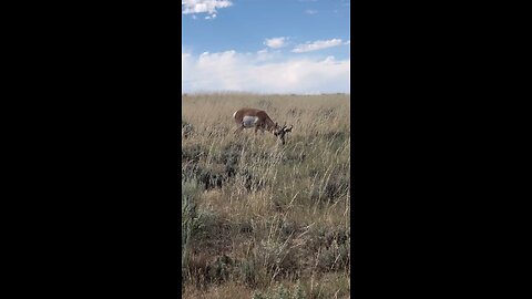 Who’s chasing speed goats this fall? #hunting #pronghorn #antelope #speedgoat