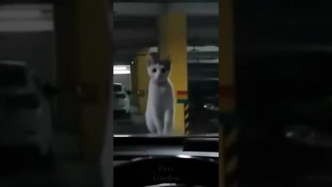 Looking through the car window cute cat #shorts #cat #catlover